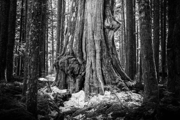 Scott Rinckenberger Photography - Middle Fork Cedar Tree